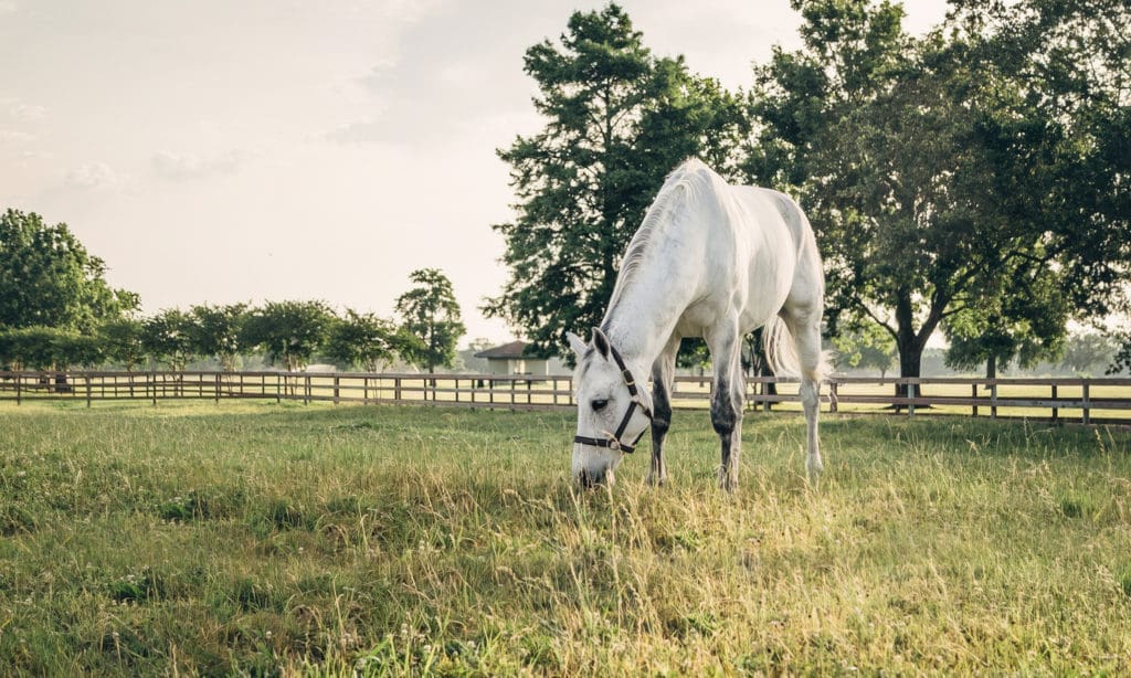 Equest Farm