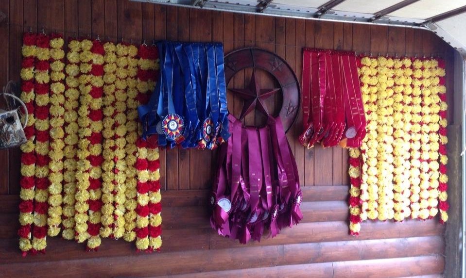 Ellis Supreme Arabians