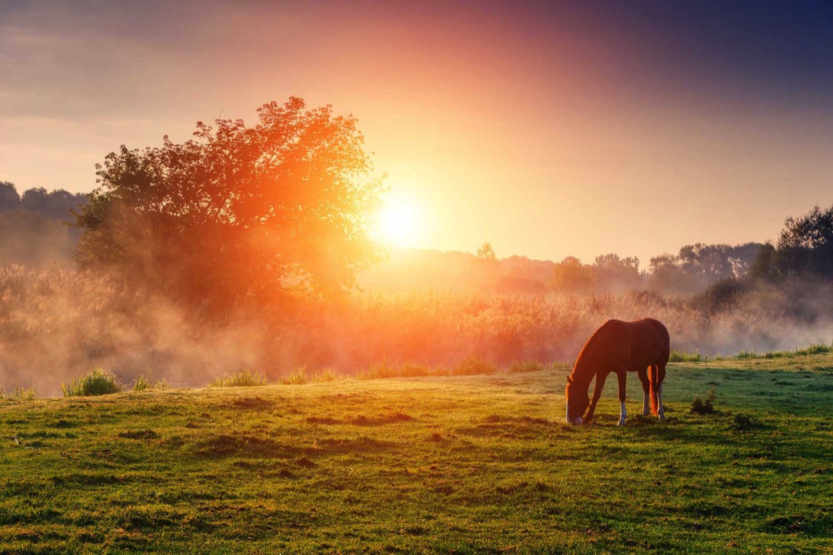 Camden Hills Equine Inn