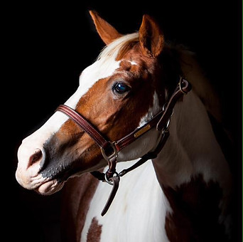 Free Rein Farm, LLC
