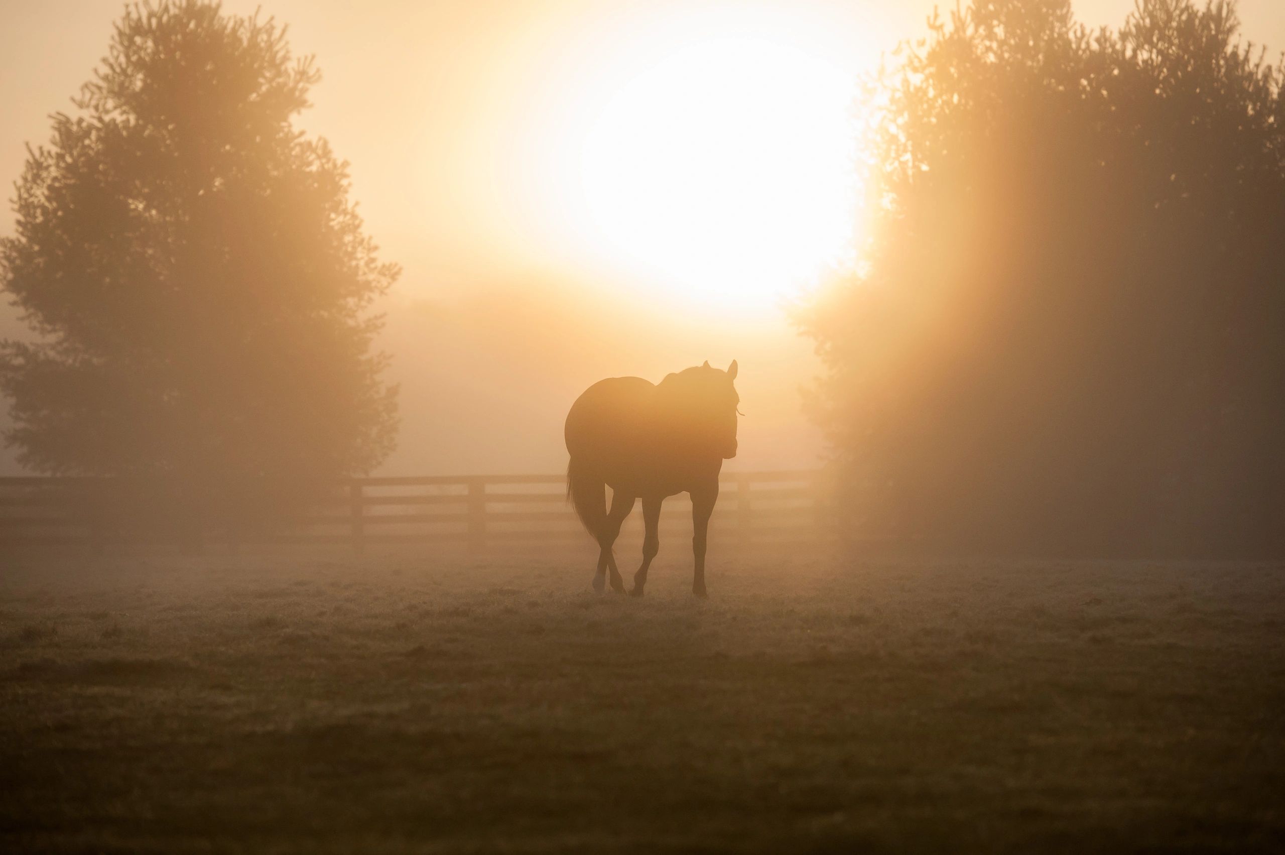 Oak Lane Equestrian