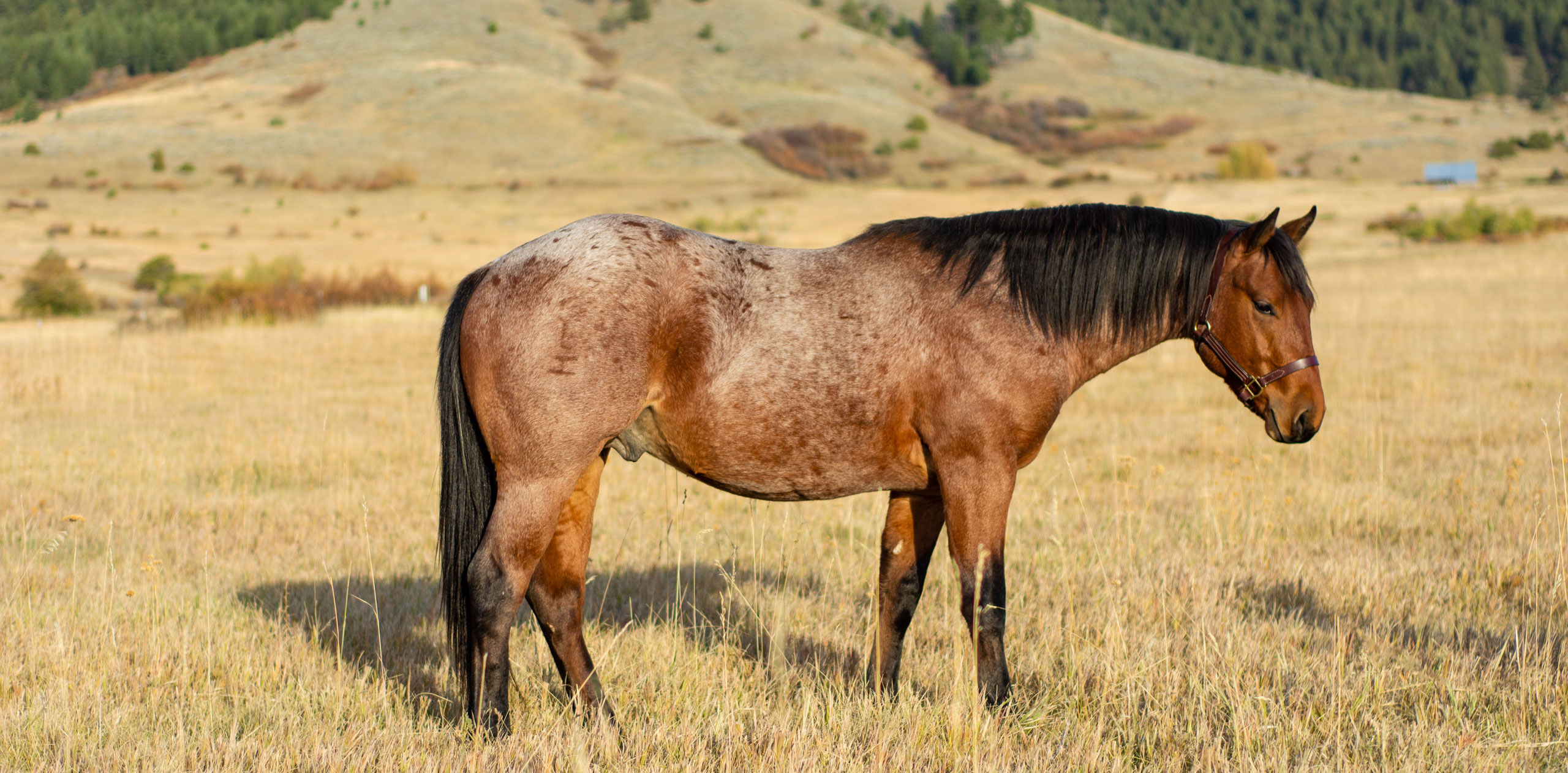 Cornerstone Equine, LLC