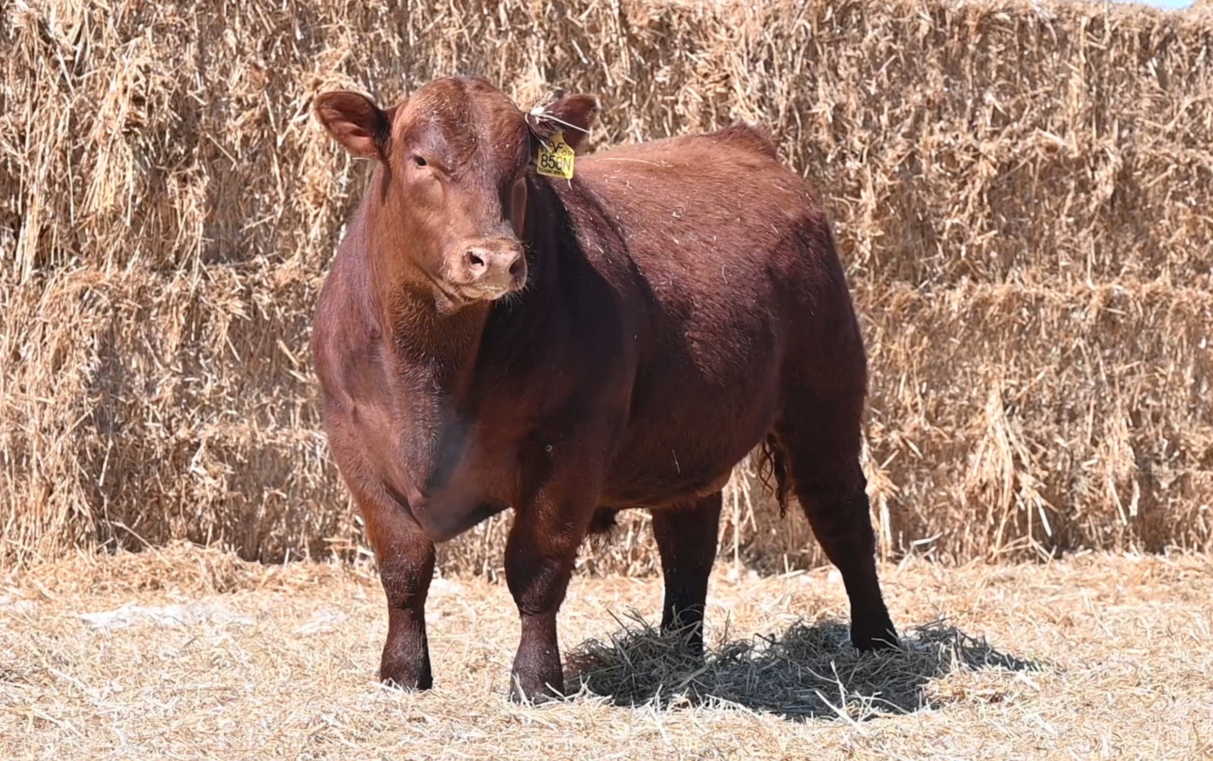 Pleasant View Farms