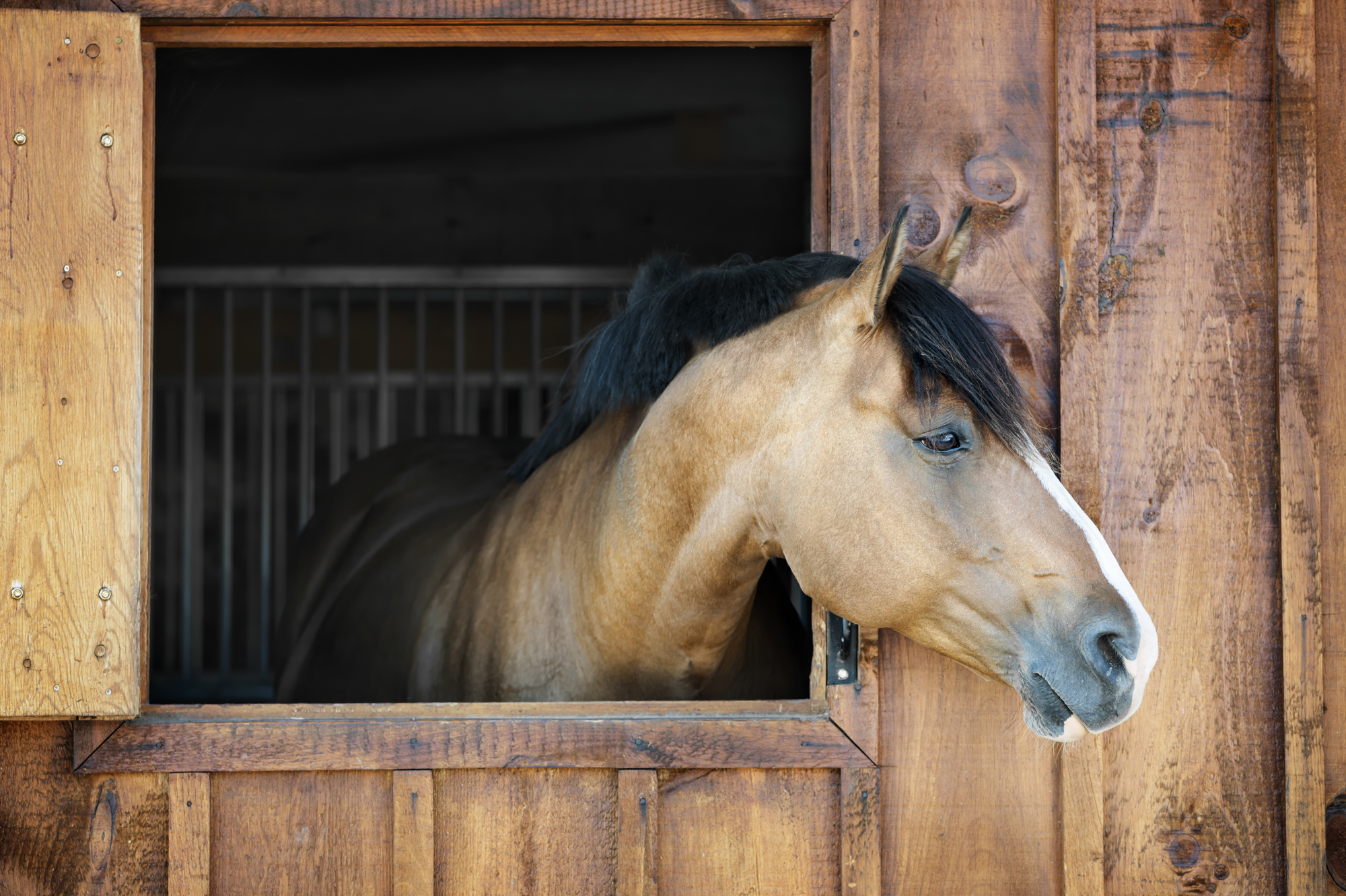 PPR Horse Boarding