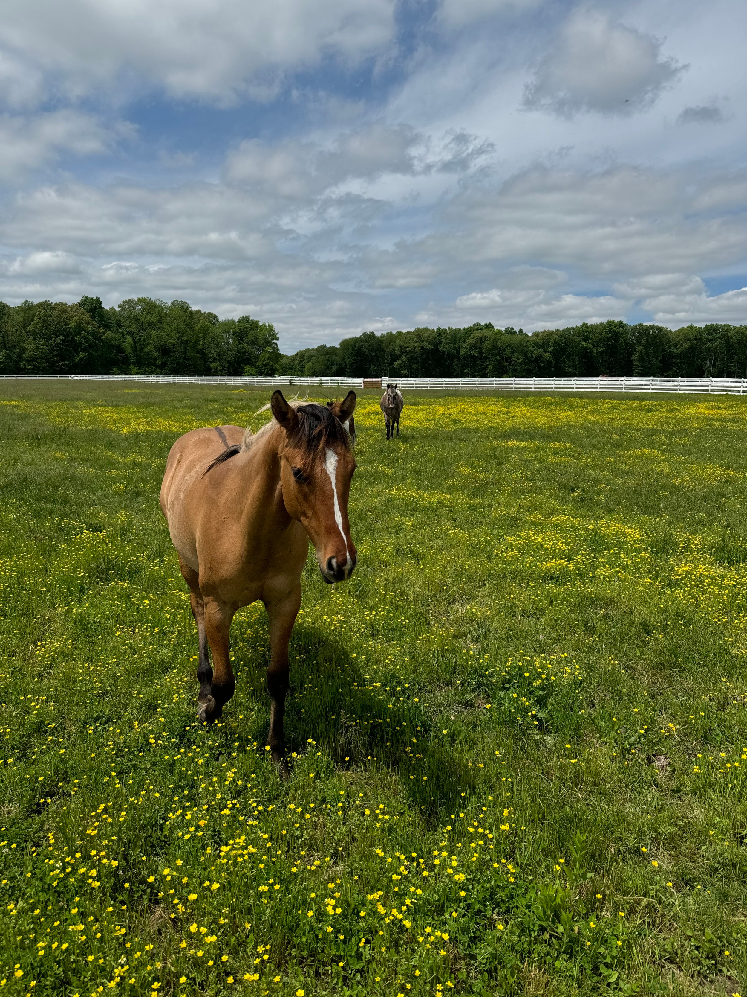 Freckled Pony Farm