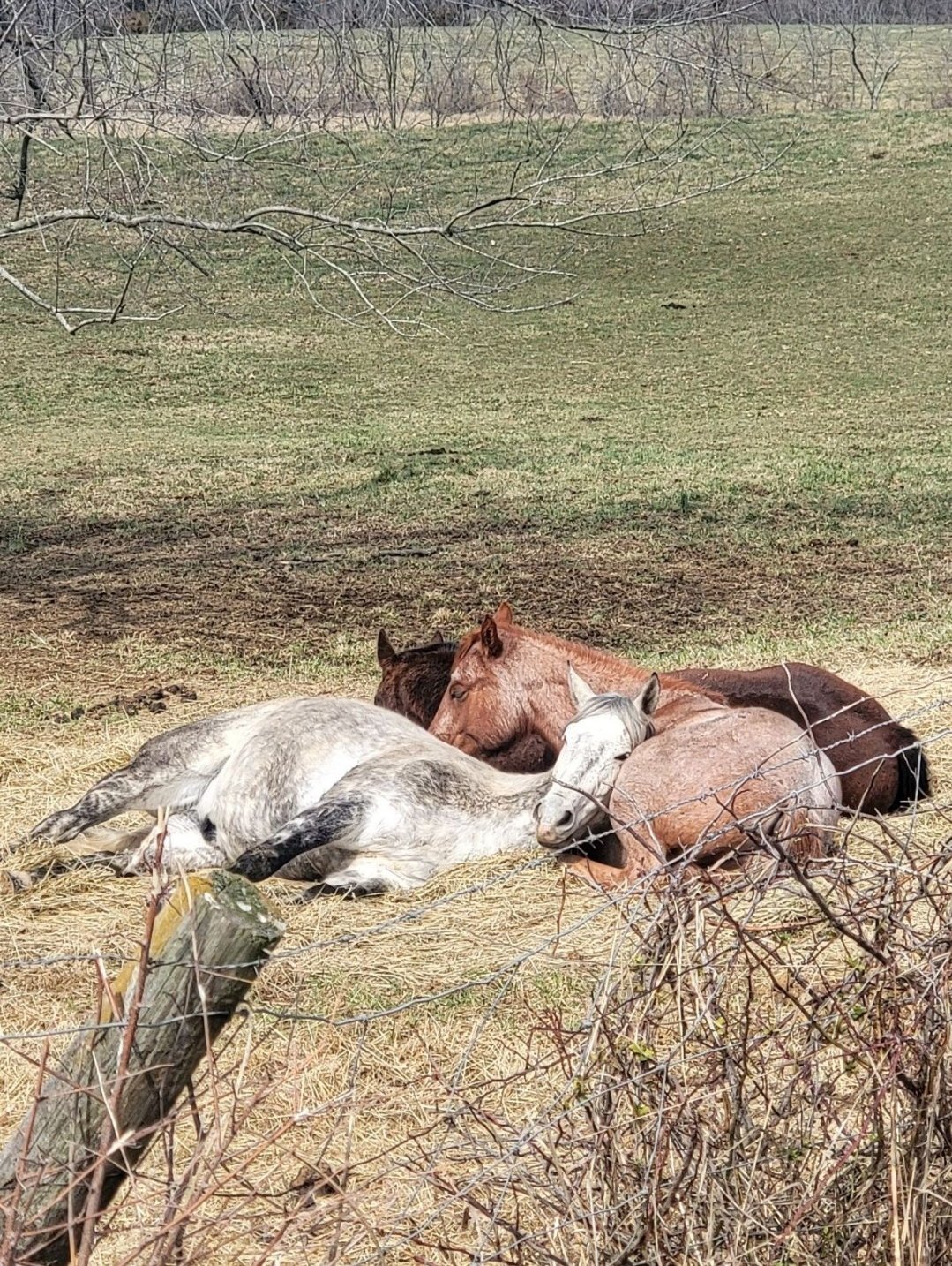 Three16 Ranch