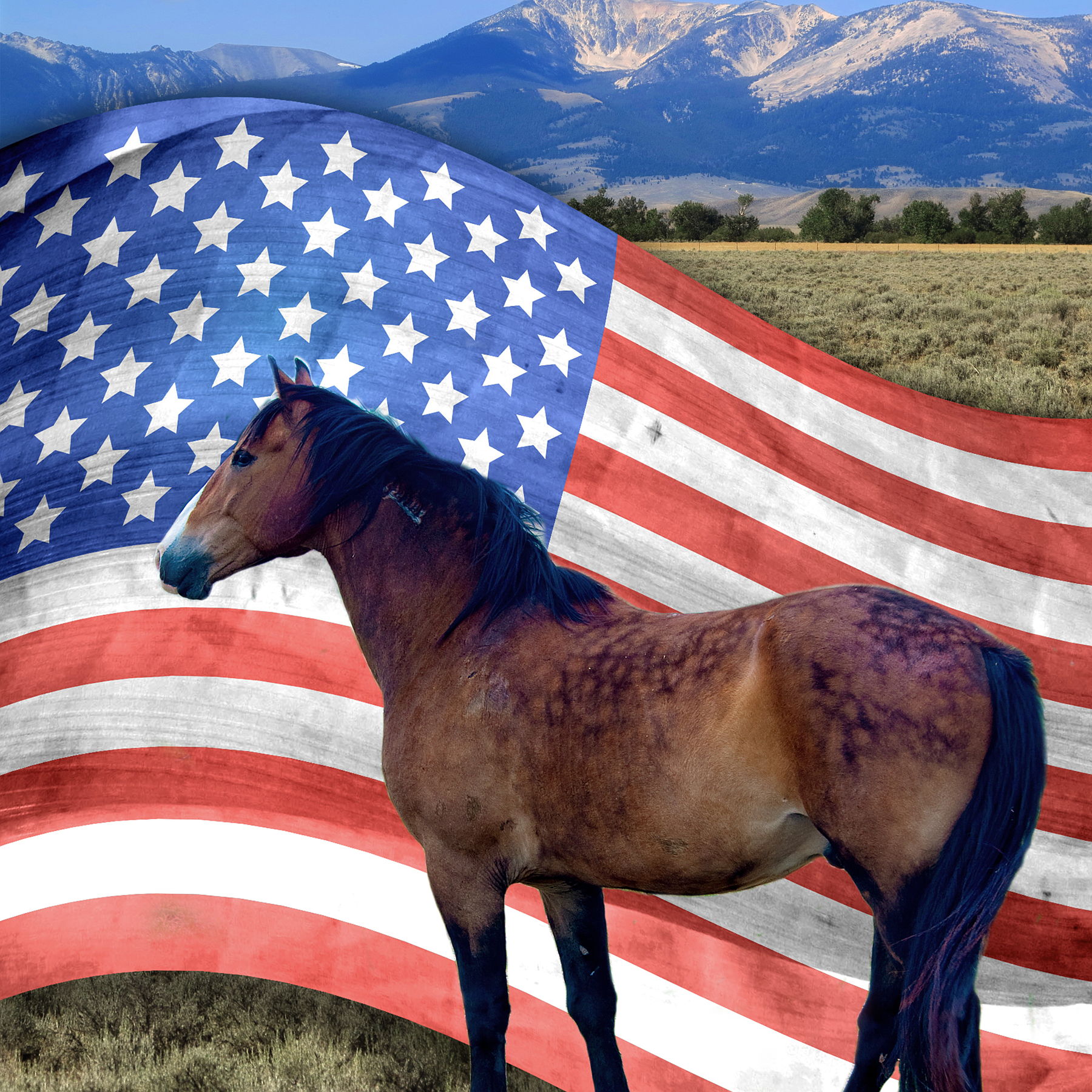 Front Range Equine Rescue