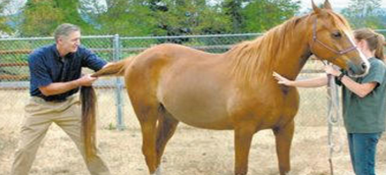 Rogue Equine & Companion Animal Clinic
