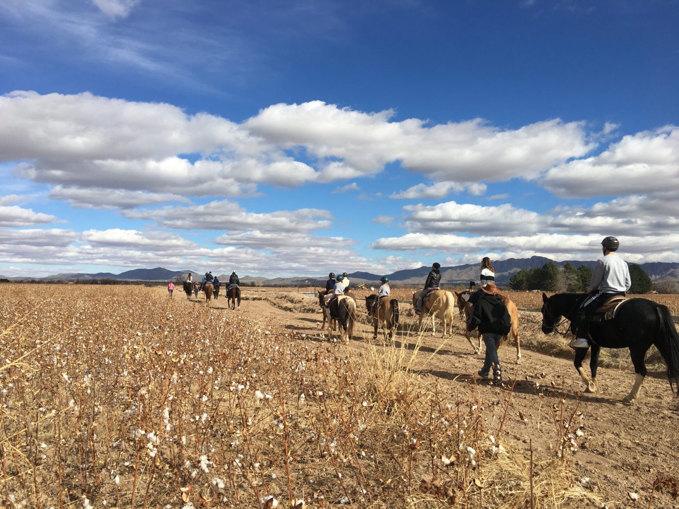 Miller Horse Farm