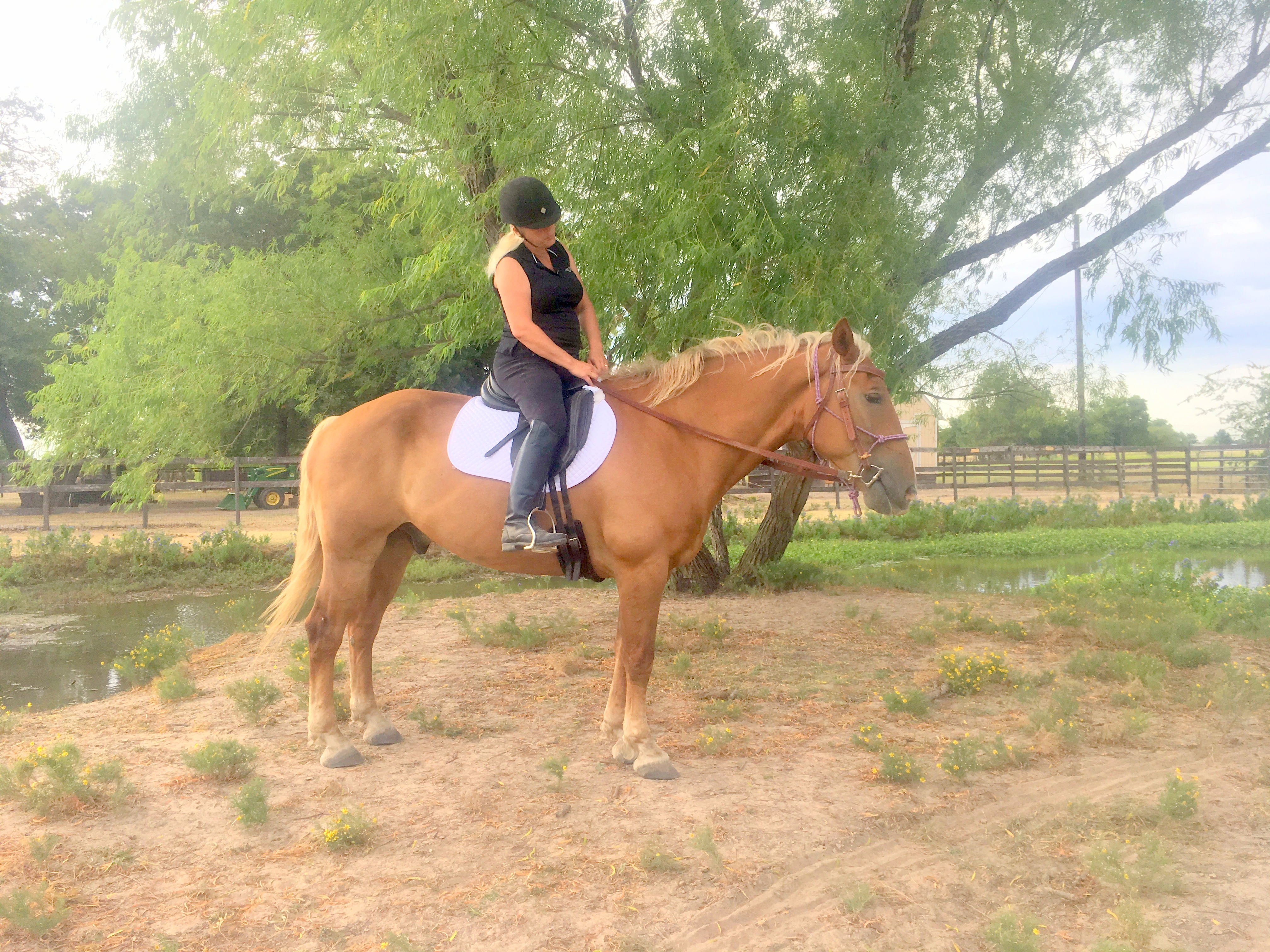 Golden Curls Ranch