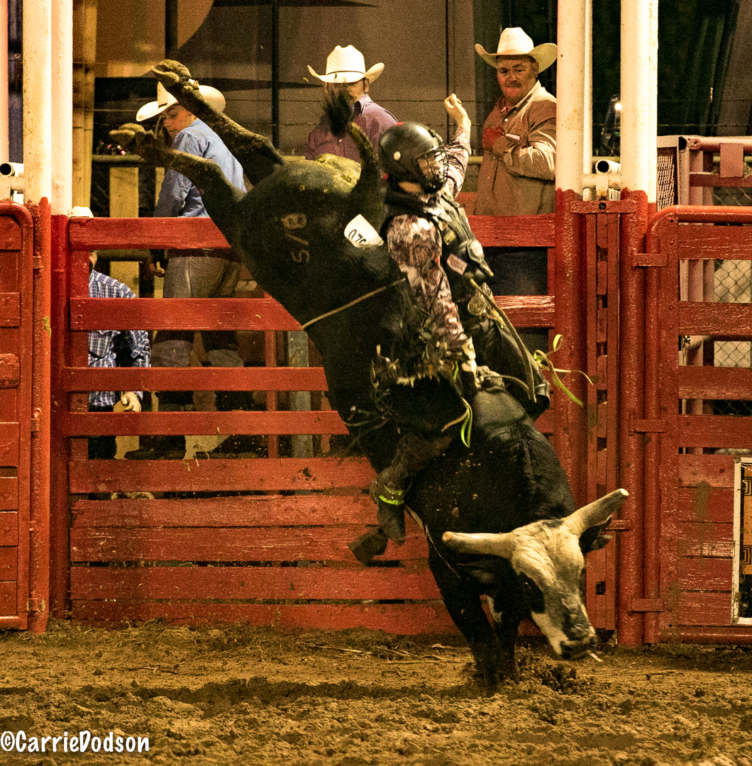 Not Just Horses