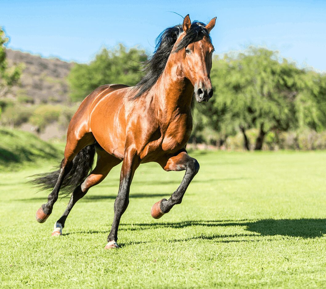 Equine & Canine Wellness