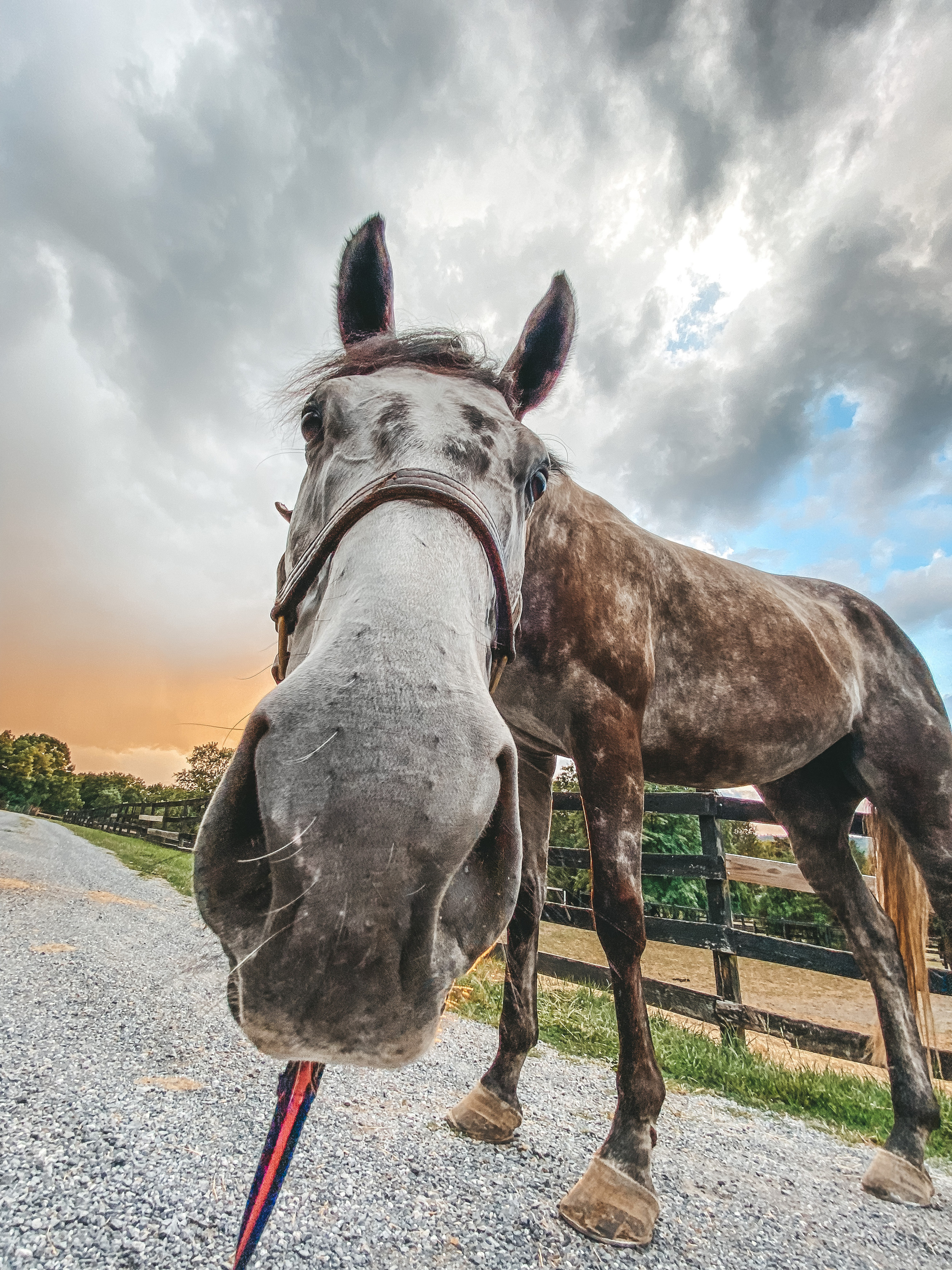 Shenandoah Sporthorses
