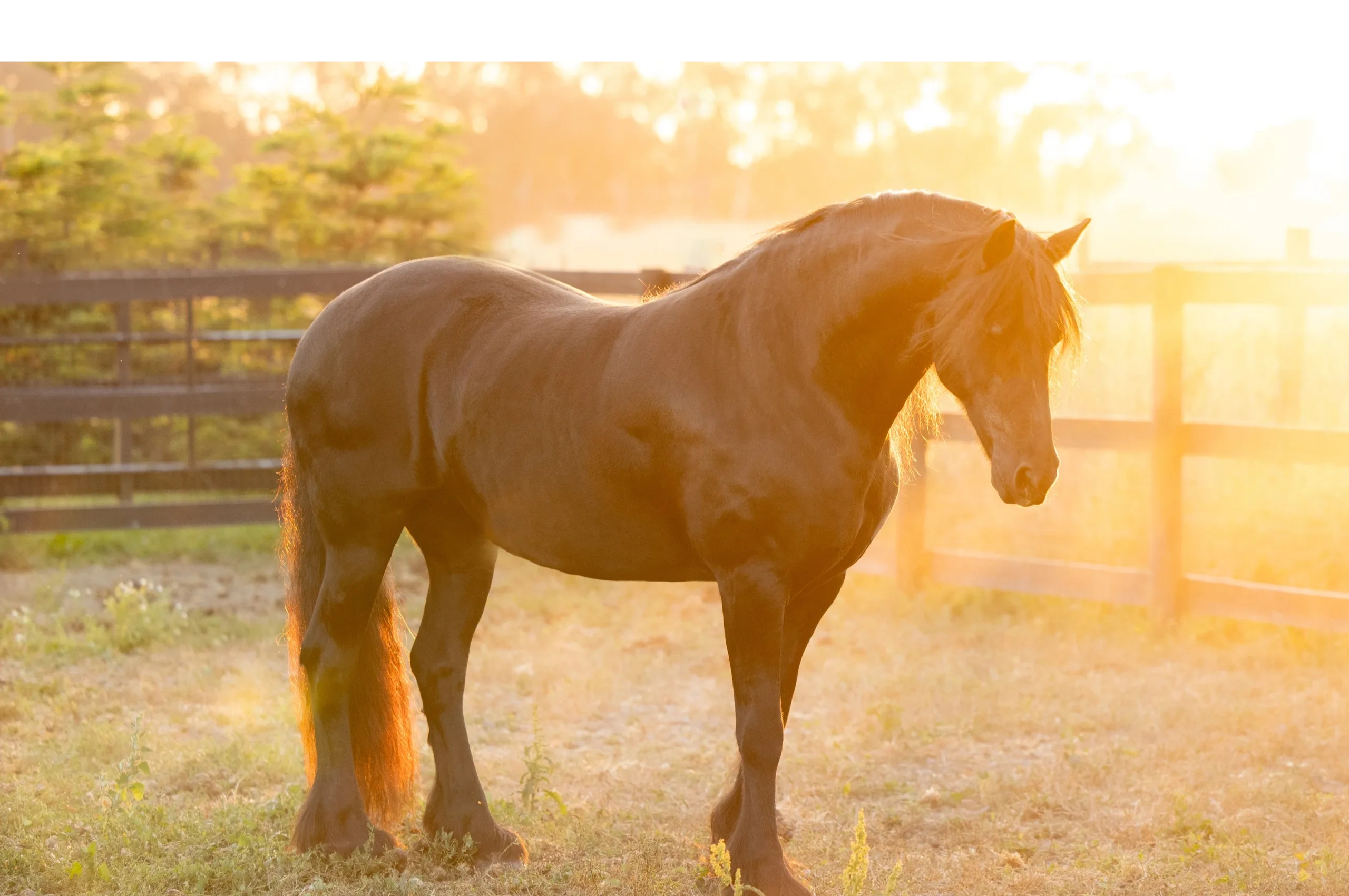 Canyon Veterinary Medical Center