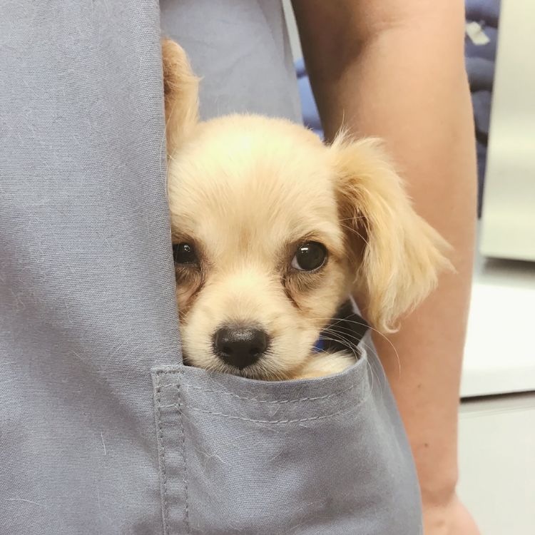 Calera Animal Hospital