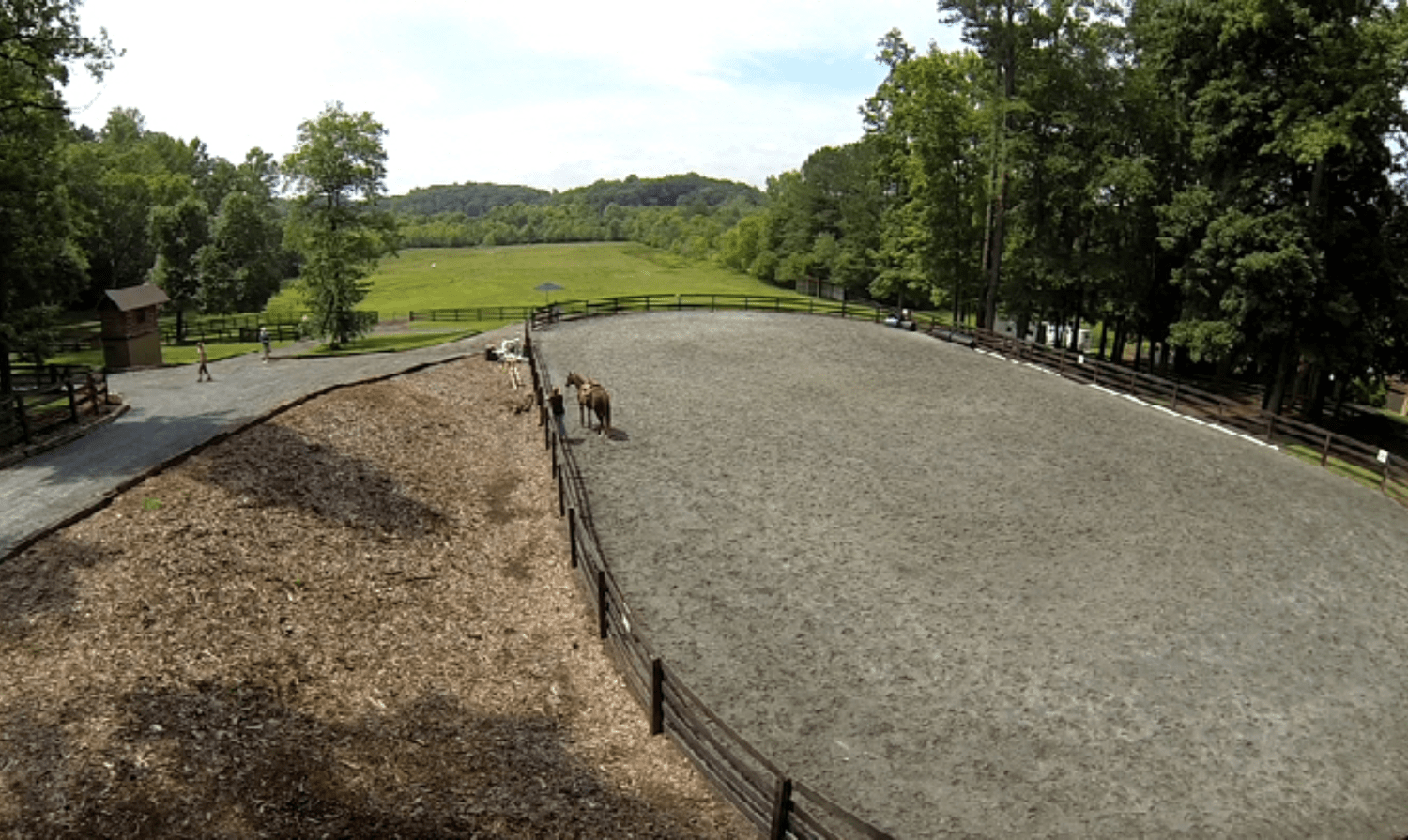Rebel Woods
