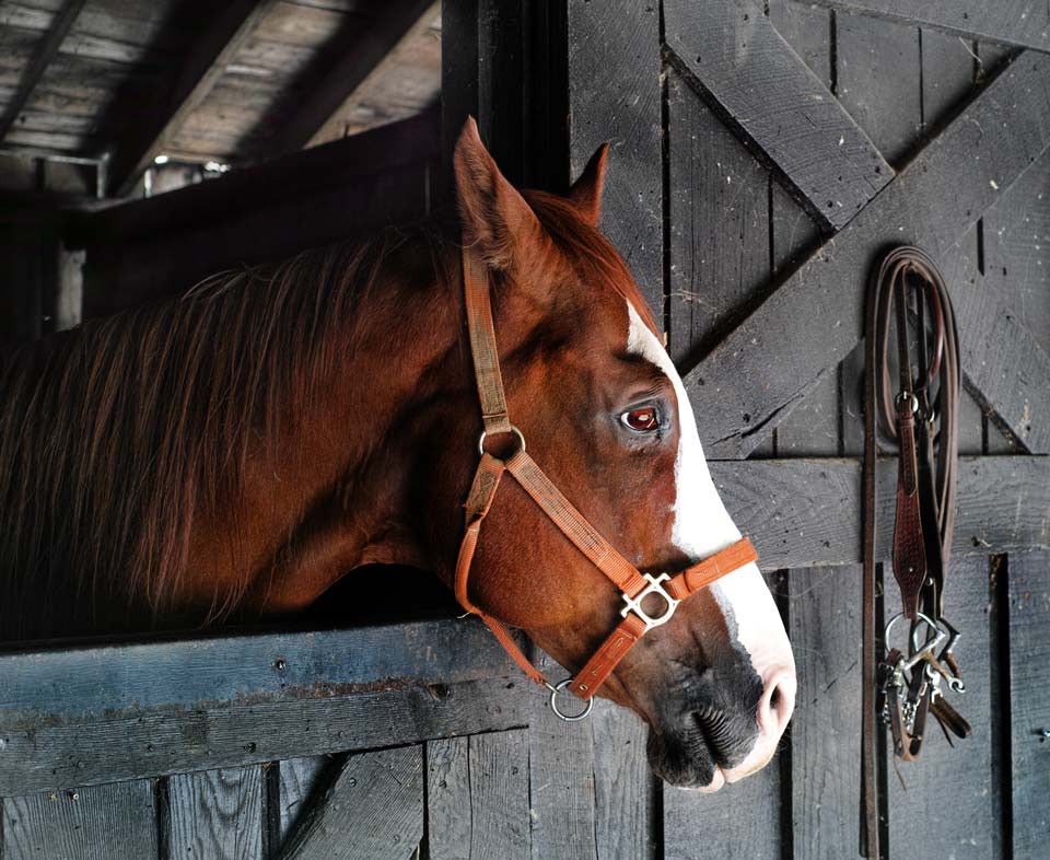 Los Alamos Equine Veterinary Services
