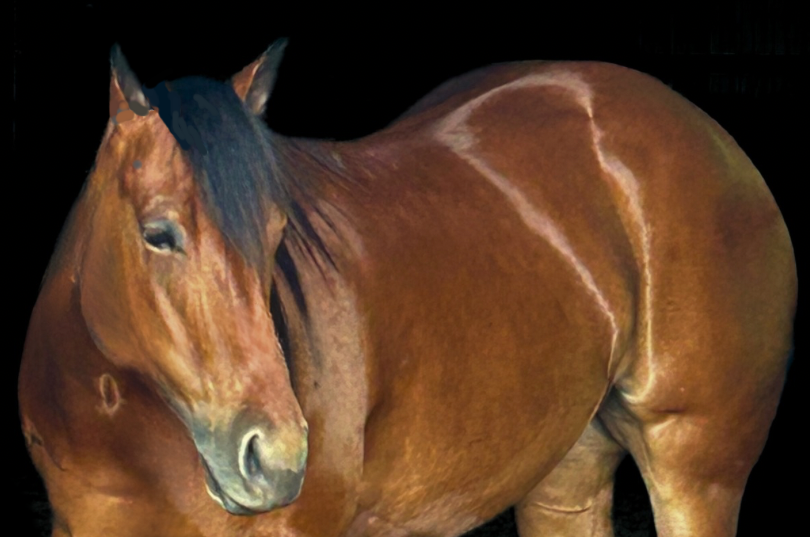 4C Stables Inc
