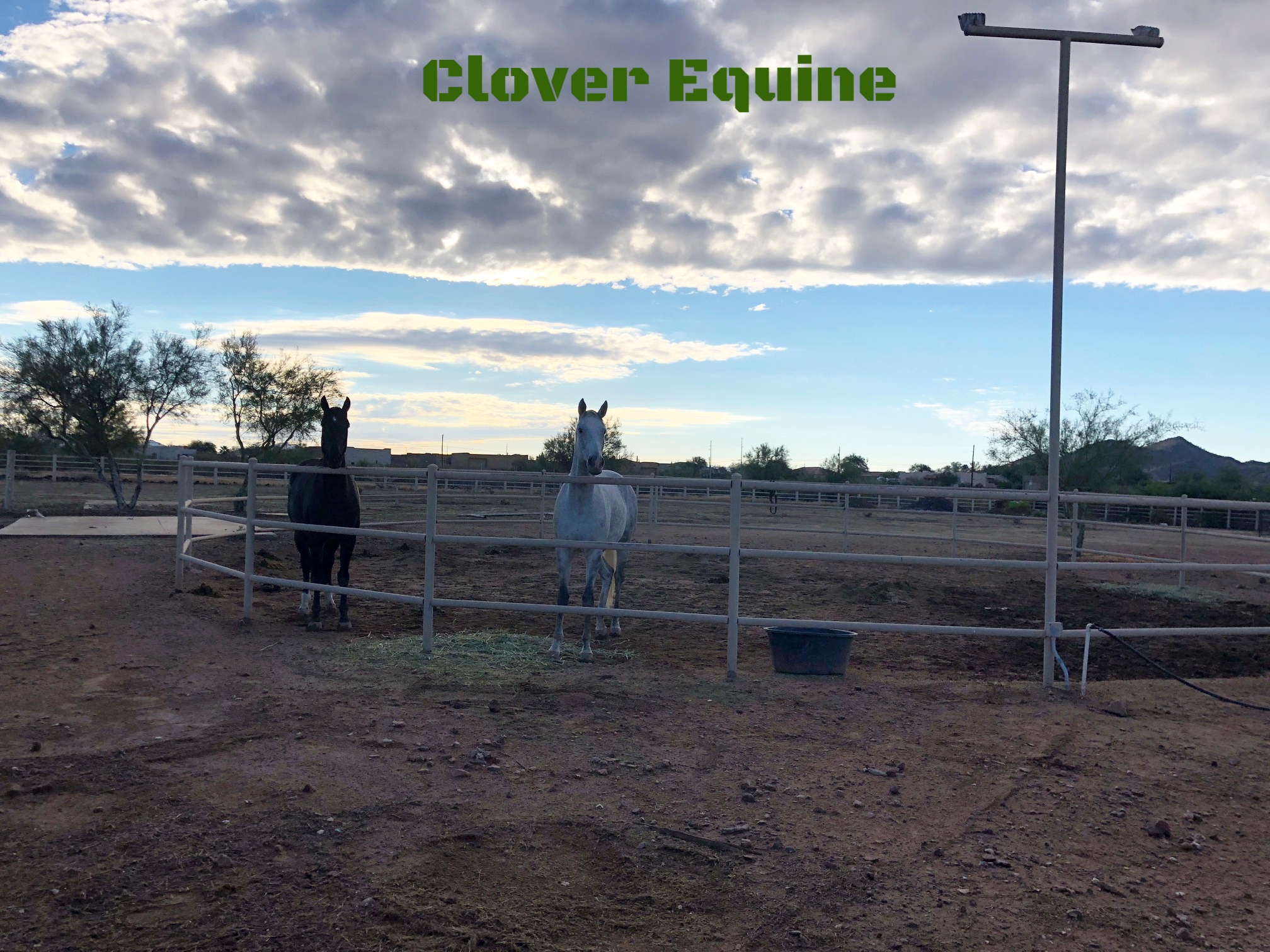 Clover Equine