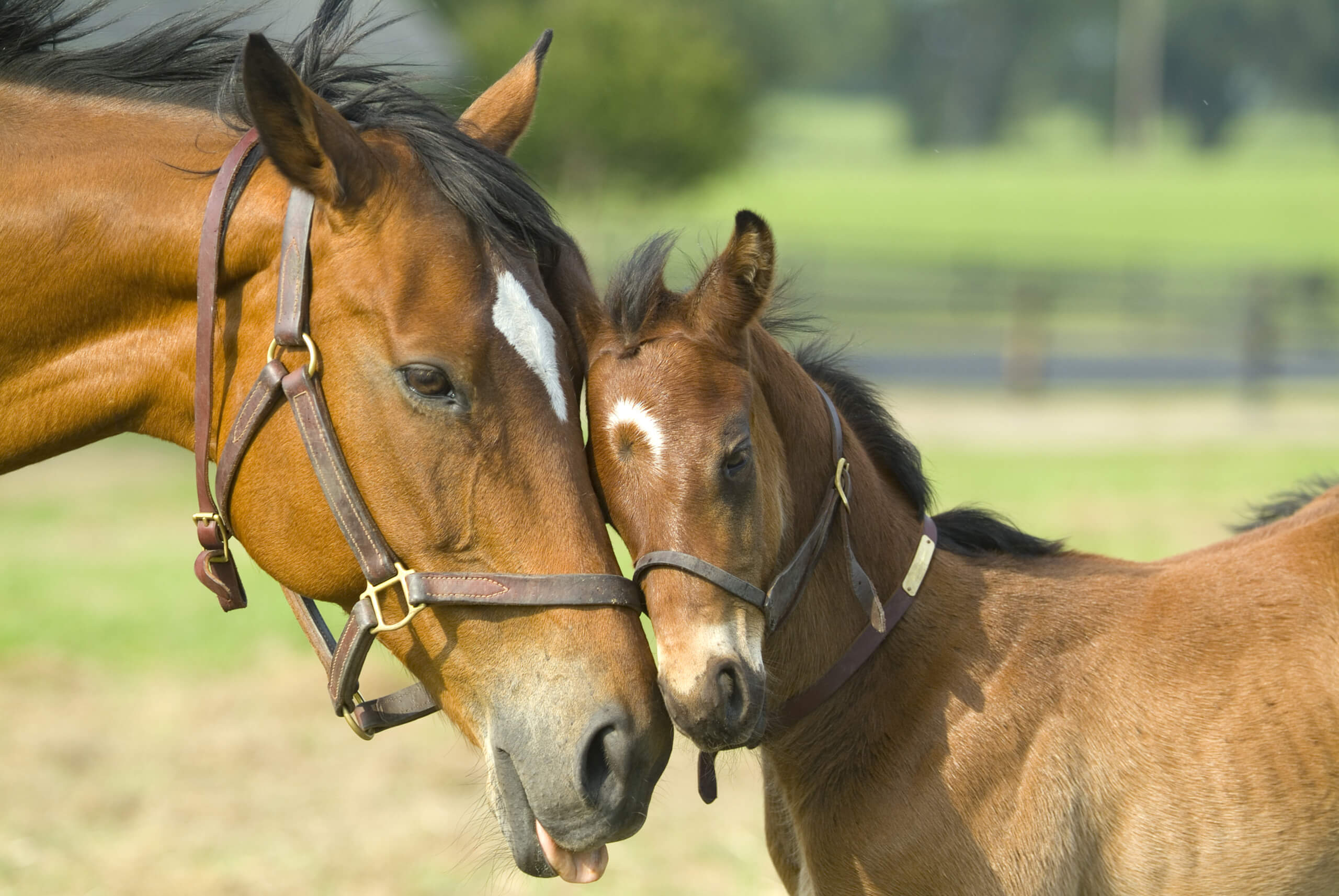 Santa Sofia Equine