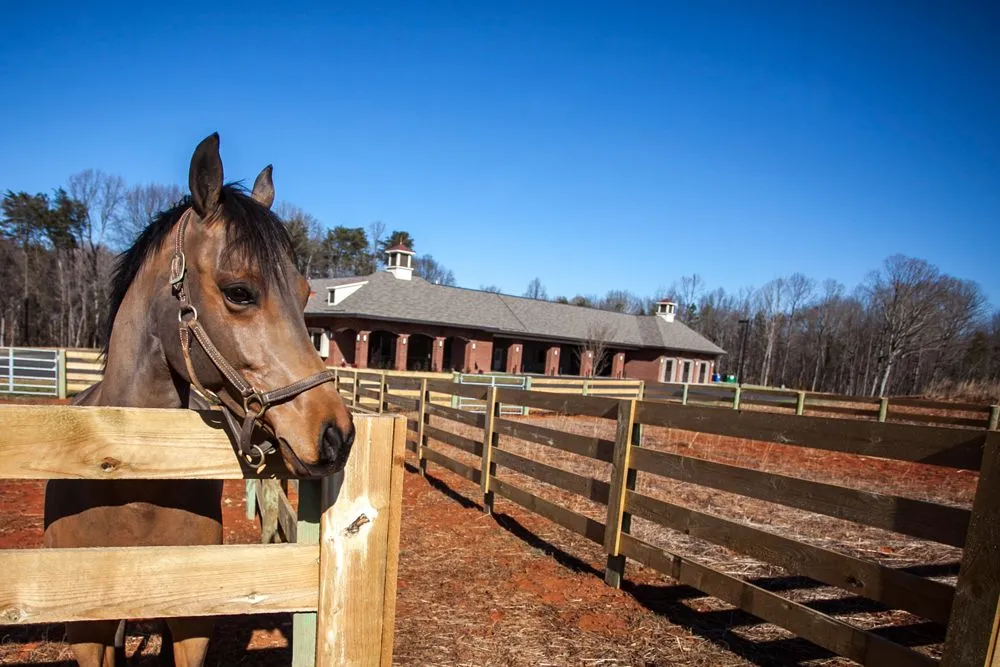 Carolina Equine Hospital