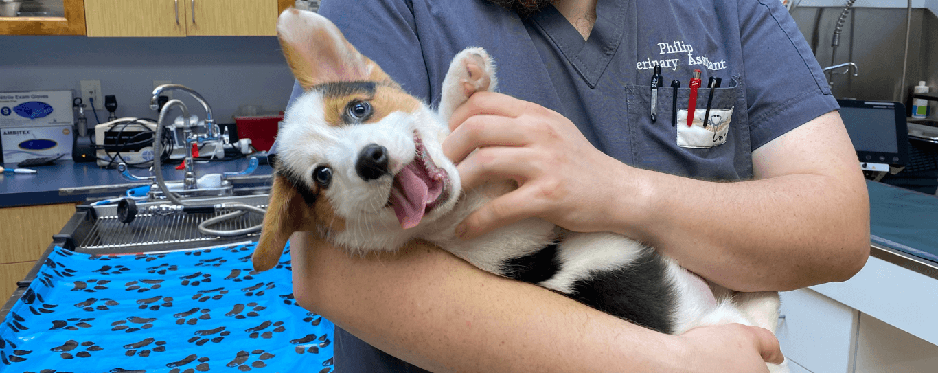 Grove Veterinary Clinic