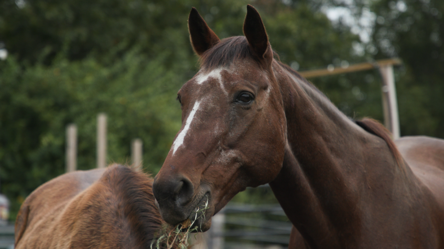 Horse Play