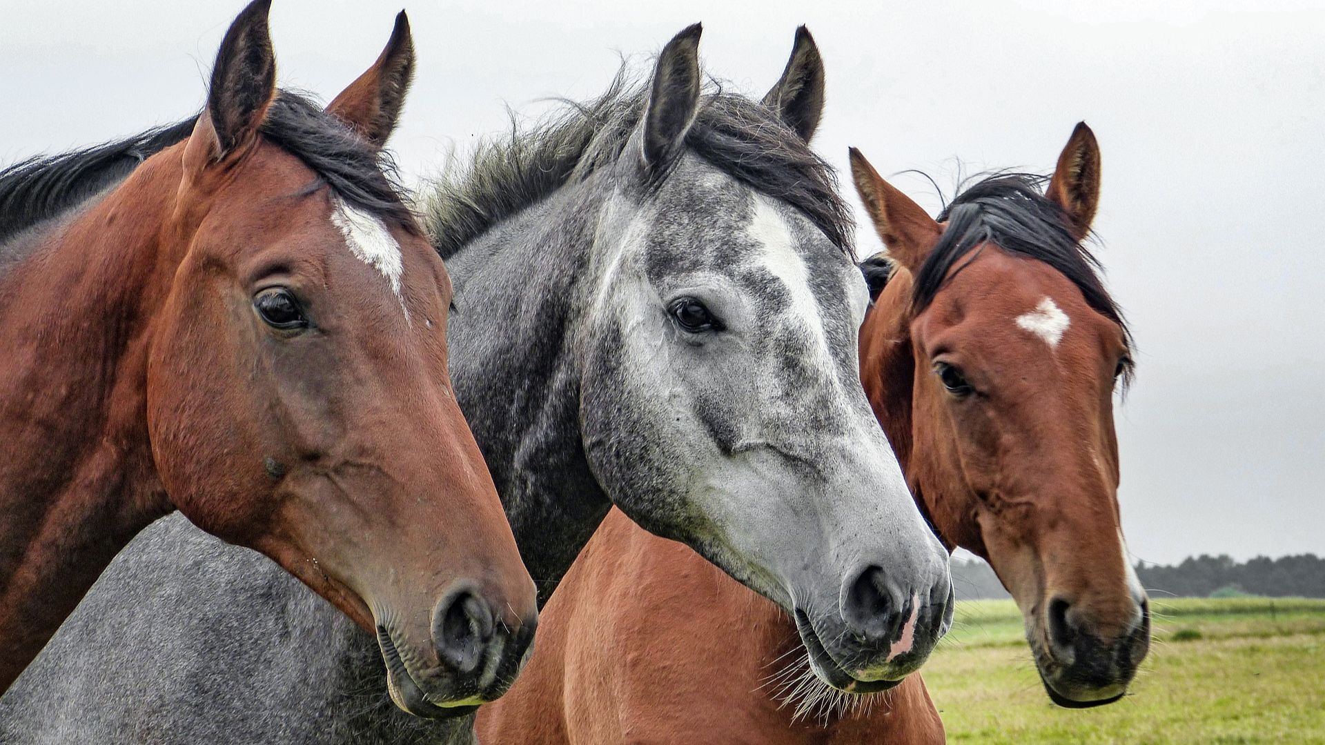 Western Trails Veterinary Center