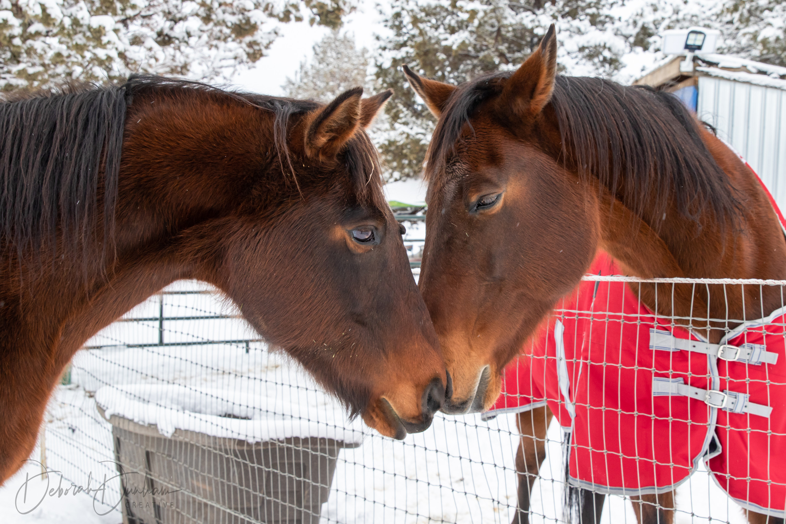Equine Outreach
