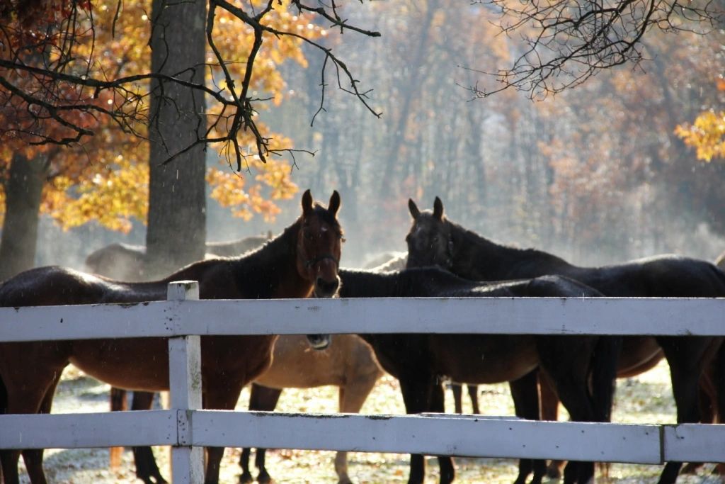 Wolf Lake Ranch