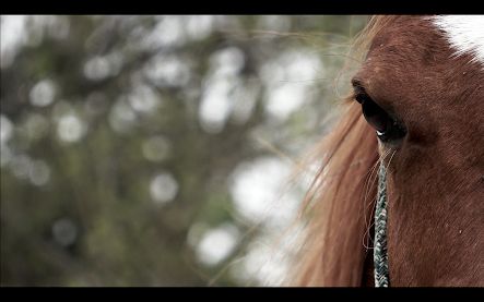 Healing Hooves Horsemanship