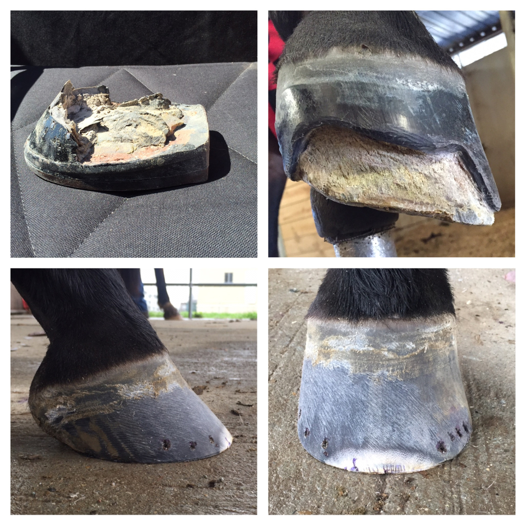 Farrier Mike Hayward