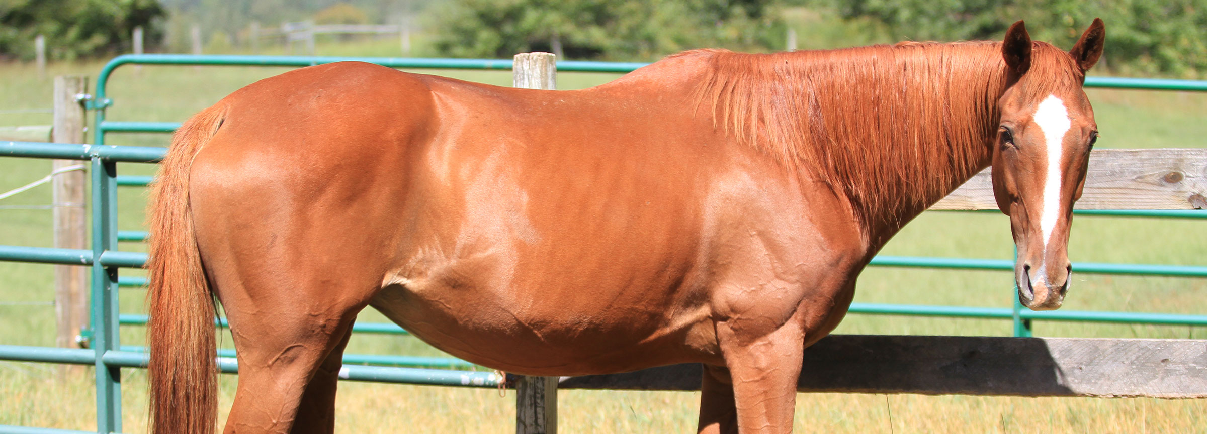 Red Dog Farm Animal Rescue Network