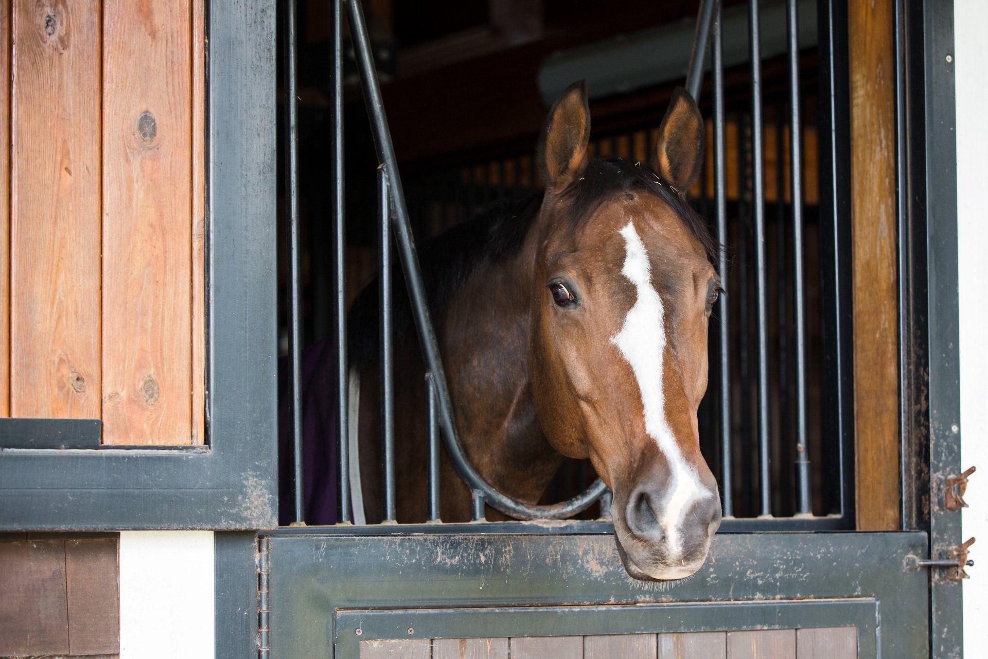 South Carolina Equine Associates