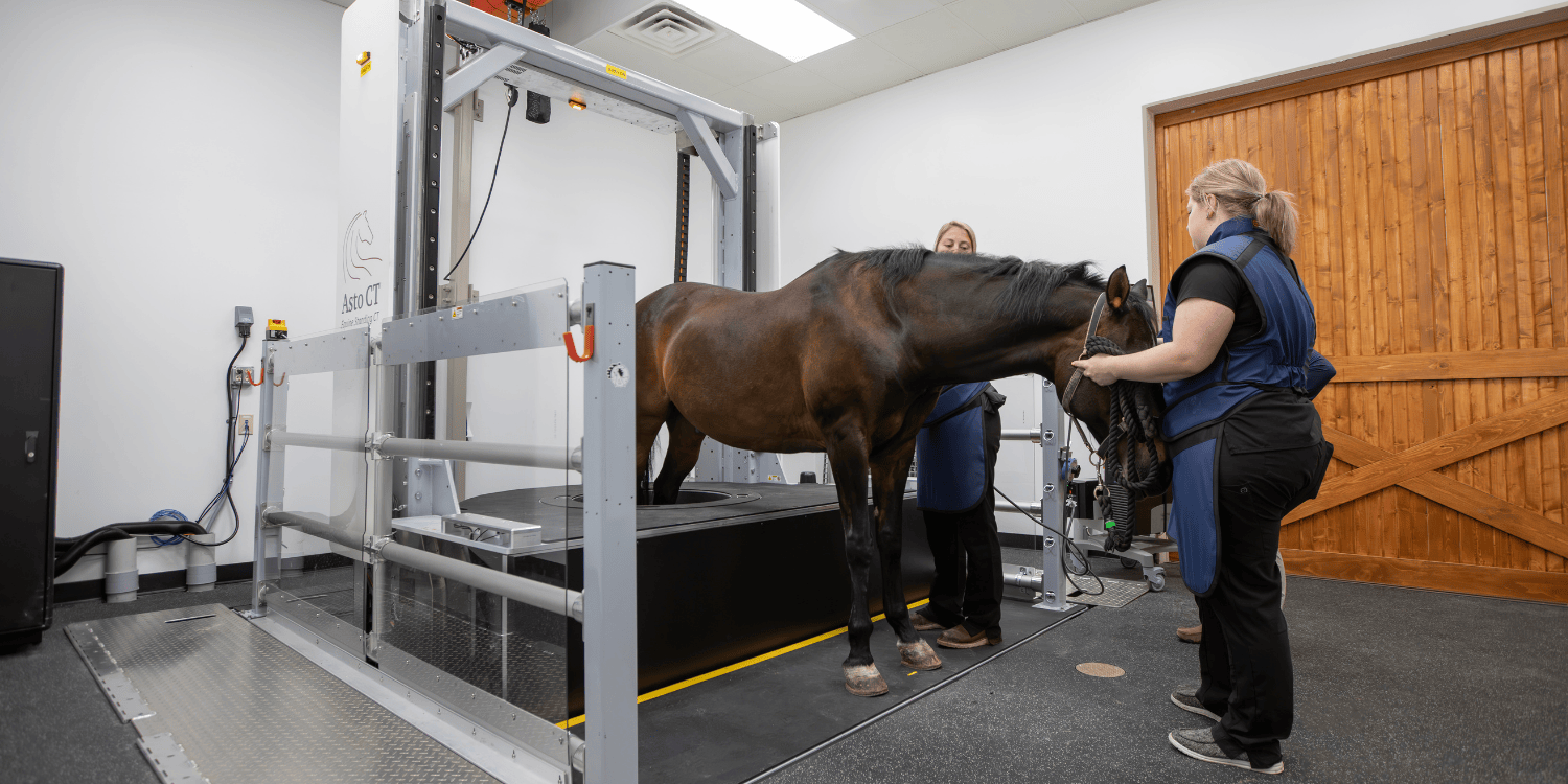 Wisconsin Equine Clinic & Hospital