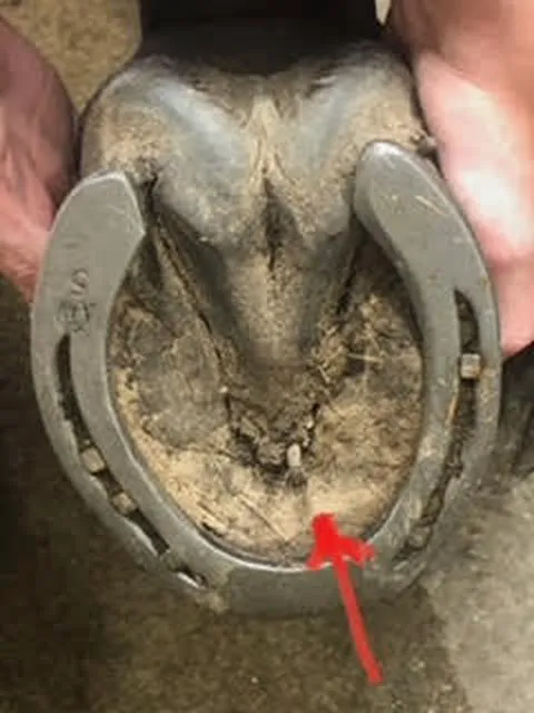 Tulsa Equine Veterinary Services