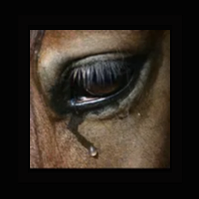 Idaho Horse Rescue