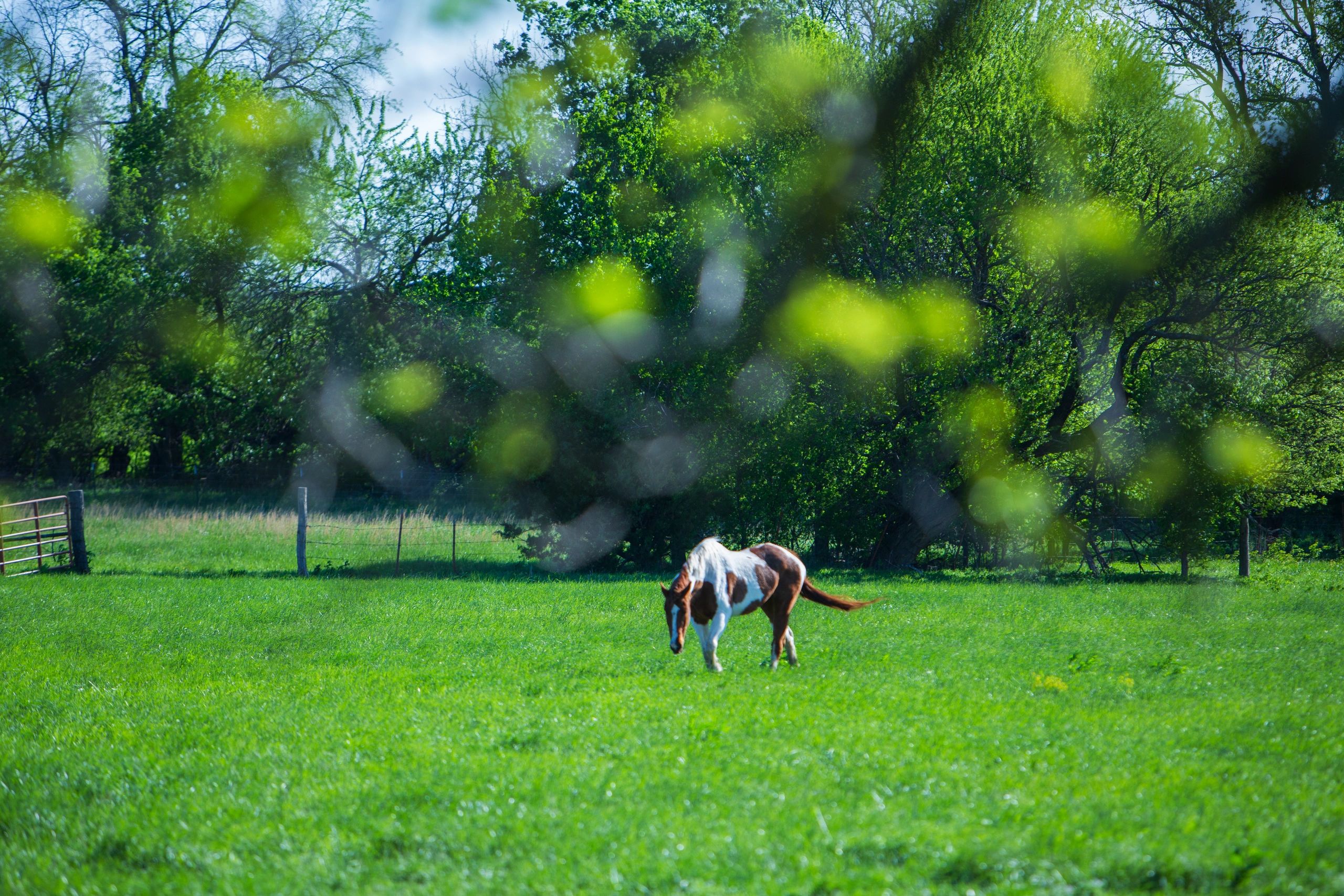 BixRo Horse Haven