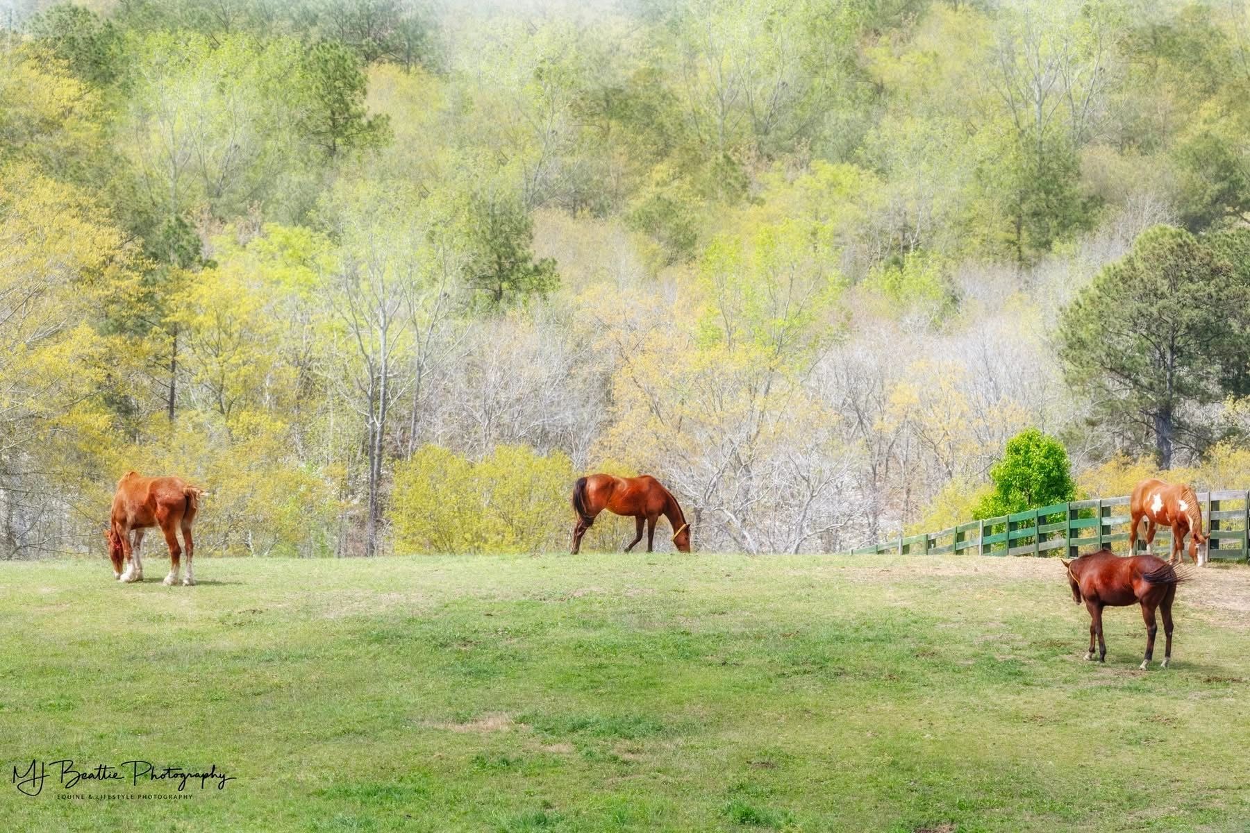 Aiken Equine Rescue