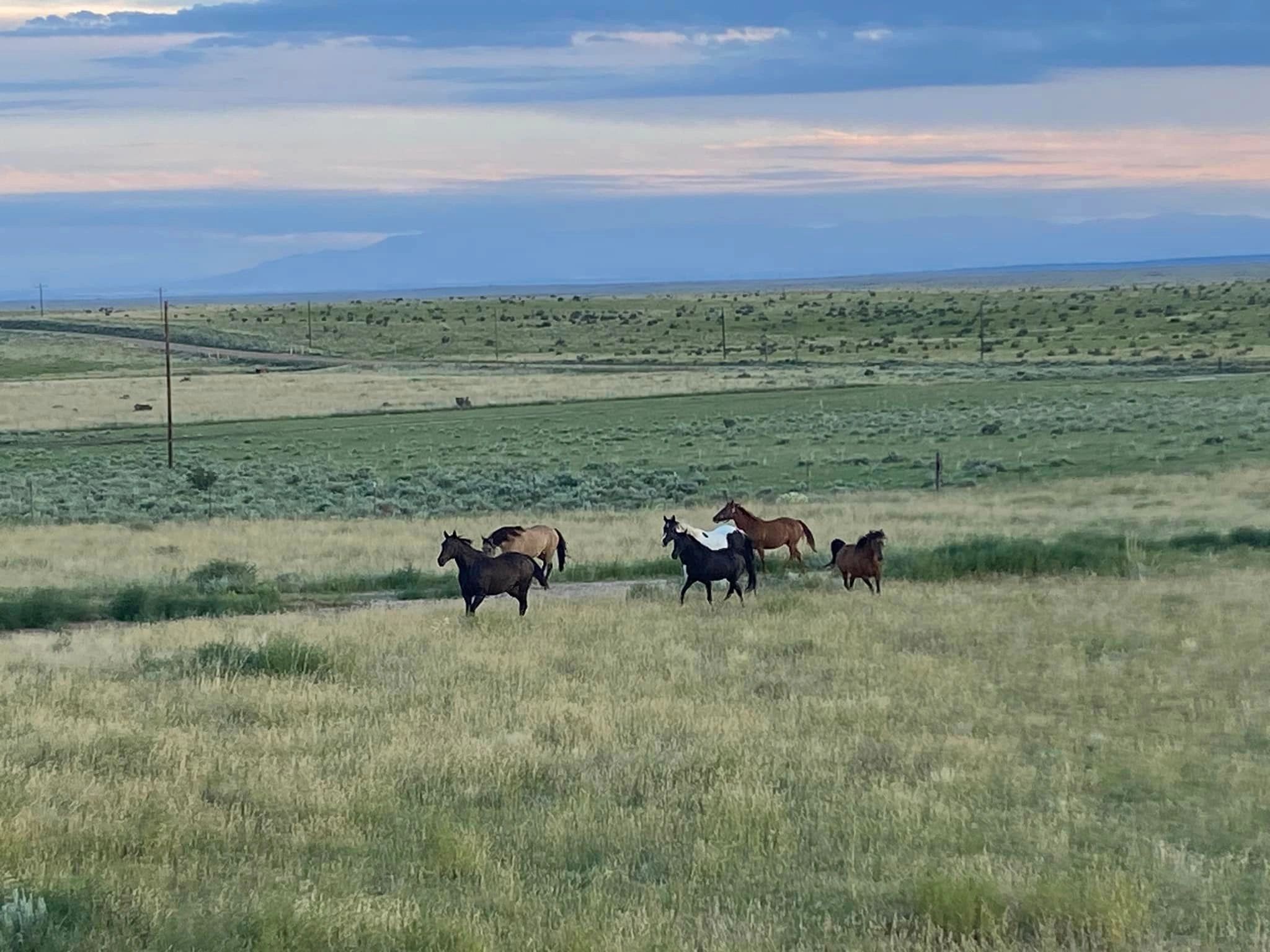 Indigo Winds Farm