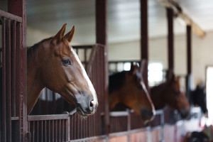 Allegheny Equine Veterinary Service