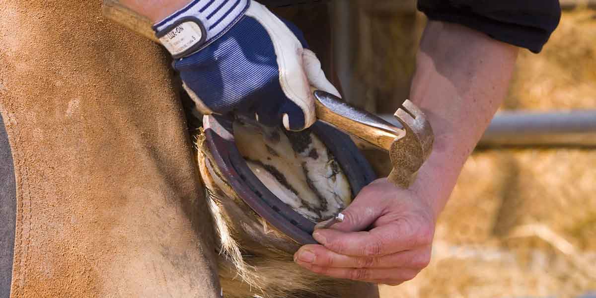 Arkansas Horseshoeing School
