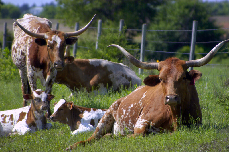 Copper Trail Veterinary Service