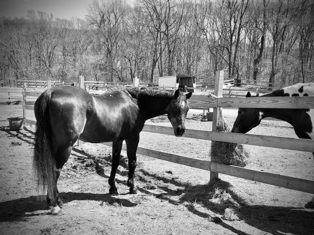Sumner Brook Farm Inc.