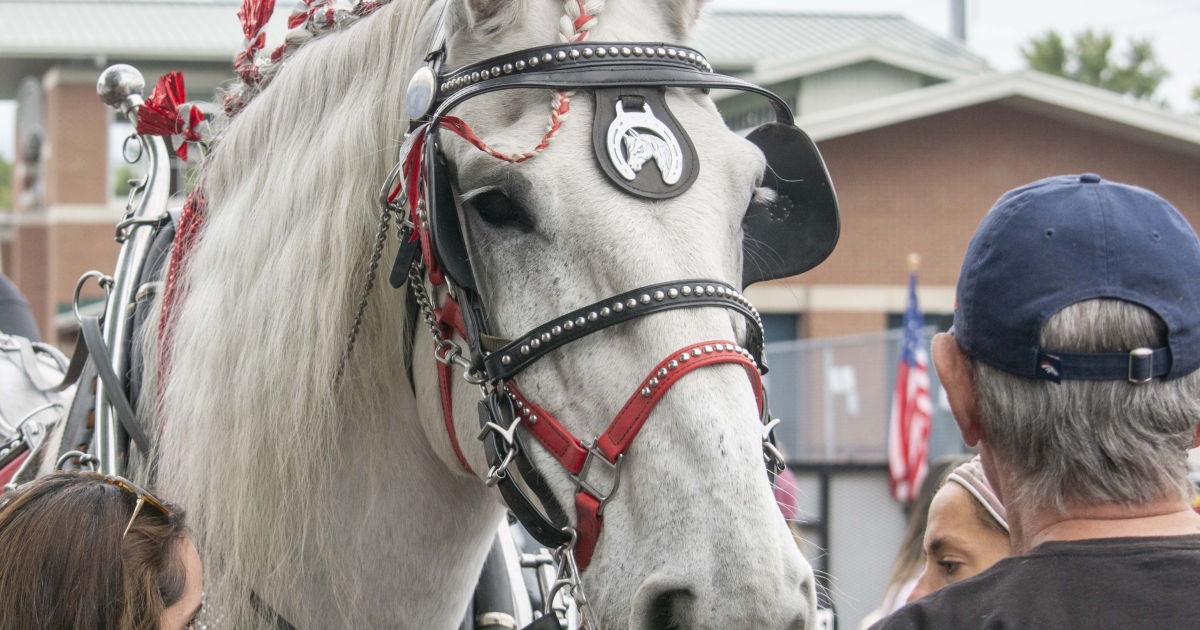 Connecticut Draft Horse Rescue