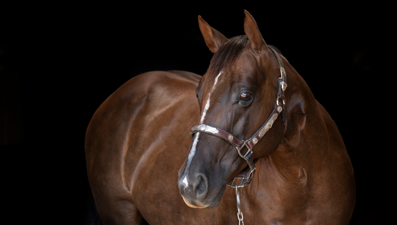 JRs Equine Performance & Wellness