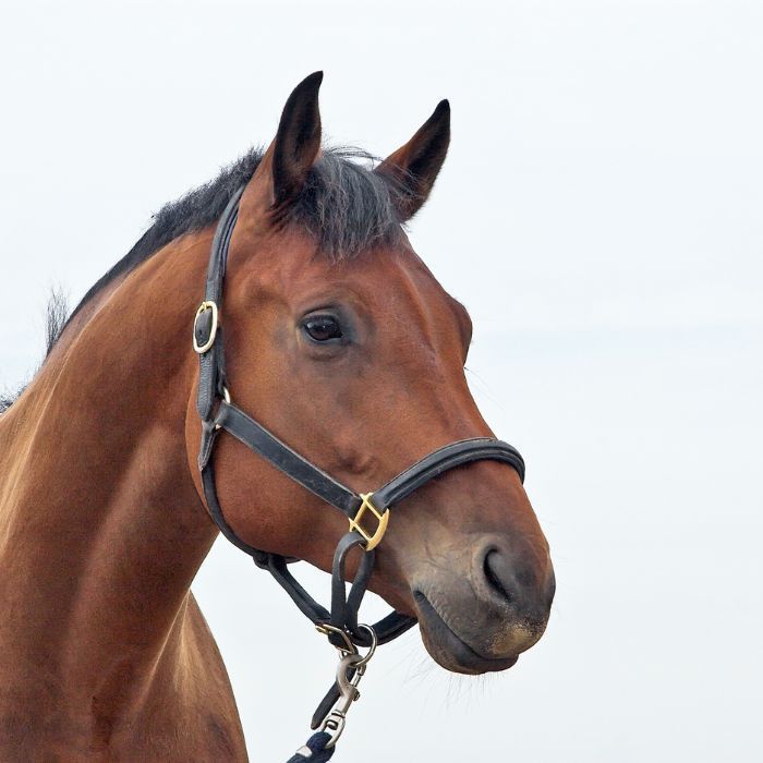 American Horse Products