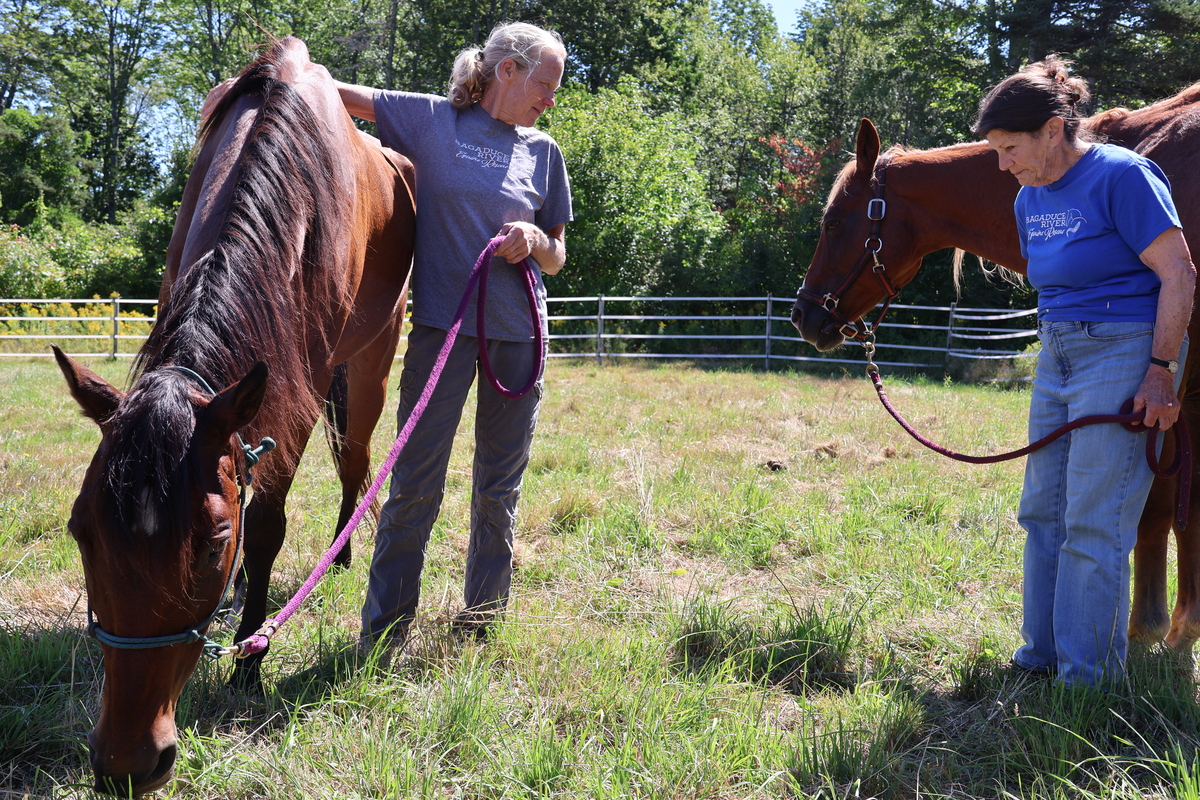 Bagaduce River Equine Rescue
