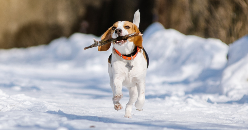 Veterinary Specialists of Alaska