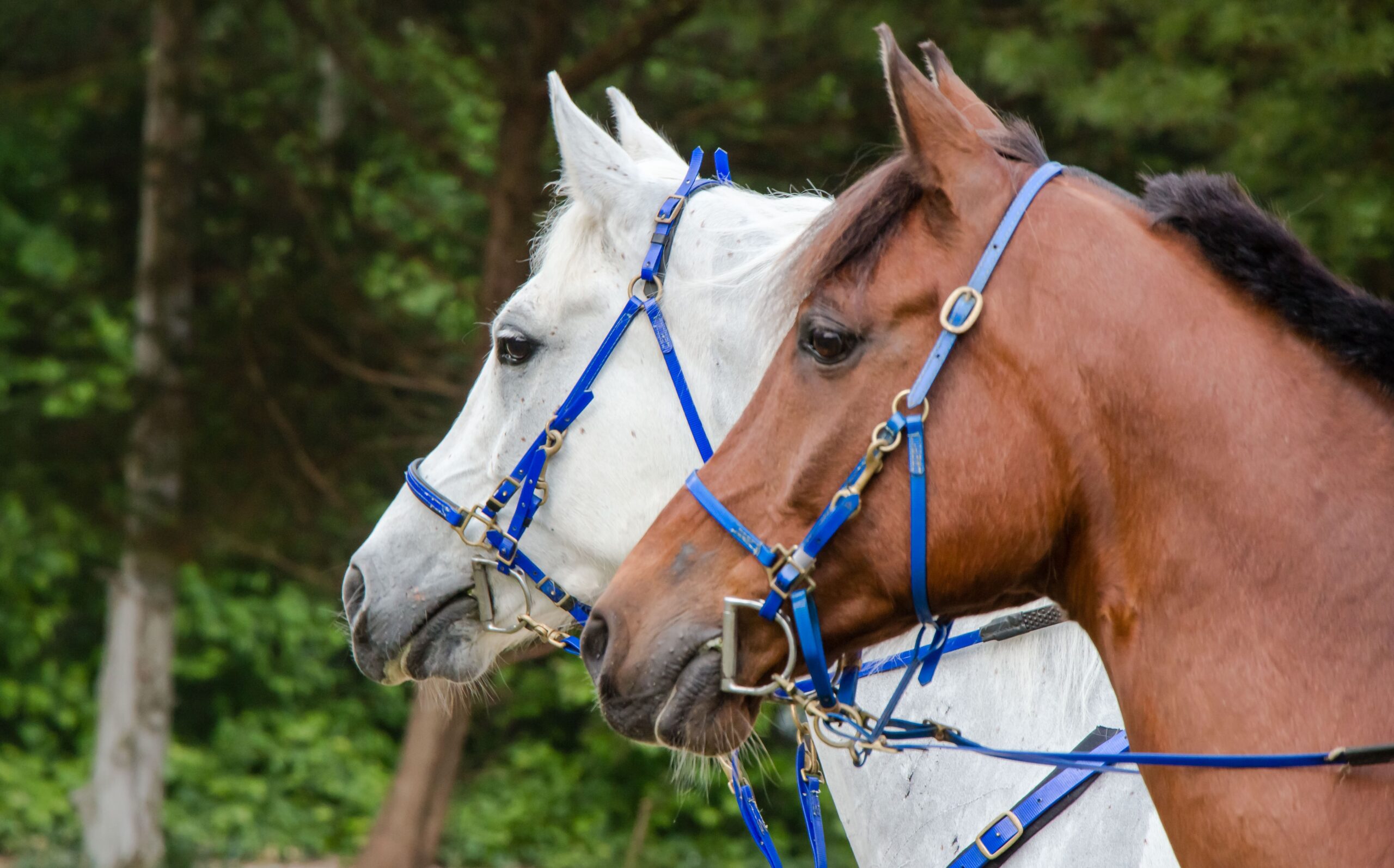 Twin Pines Equine Veterinary